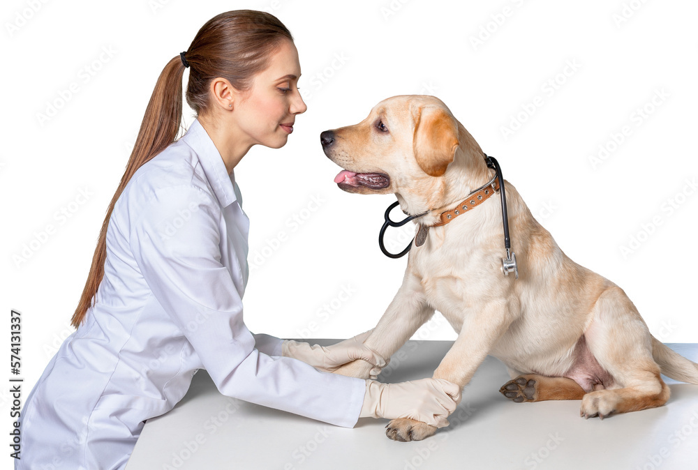 veterinary care - french bulldog doctor taking care of human patient on white background