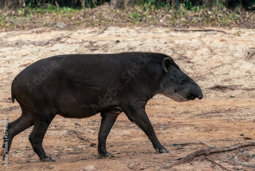 View of a South American Tapir (tapirus)