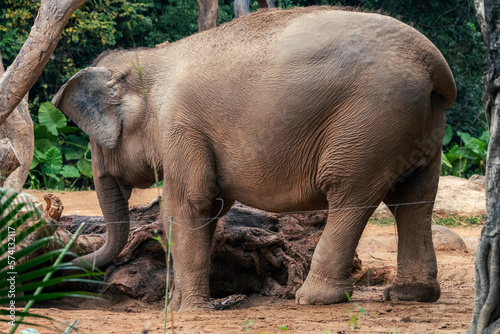 Asian elephant is taking the food from a tree trunk