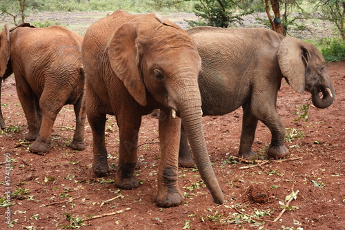 Kenya - Nairobi - Orphan Elephants