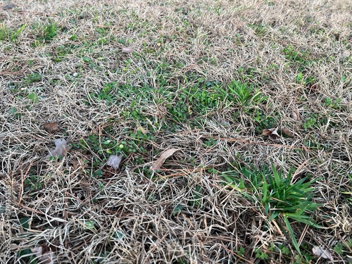 Clumps of green common chickweed growing in dormant warm-season lawn in late winter and early spring
