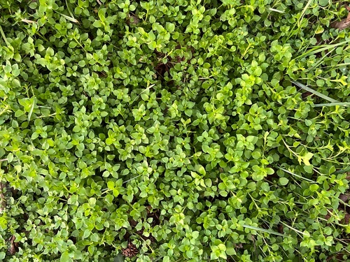 Large clump of green common chickweed growing in the lawn photo