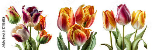 beautiful tulips on a transparent background. generative AI