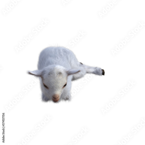 Goat baby character on transparent background. 3d rendering illustration for collage  clipart  composting  pose