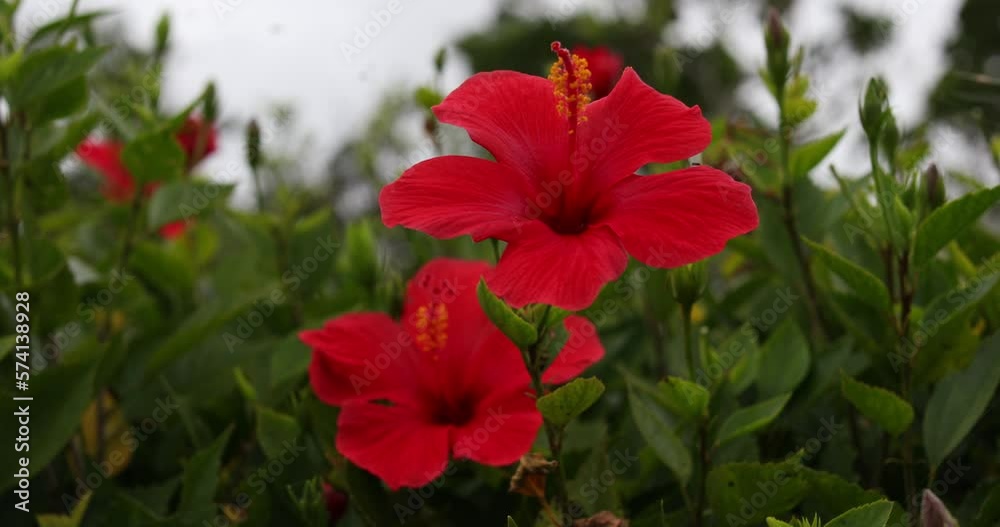 The hibiscuses are really beautiful The hibiscuses are really beautiful