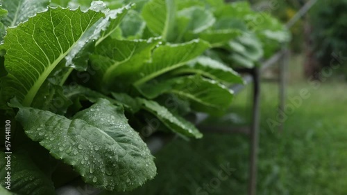 salad farm , Organic splashing salad plantation