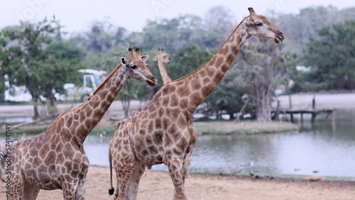 The giraffe chews the food. Curious giraffe in zoo. Close up