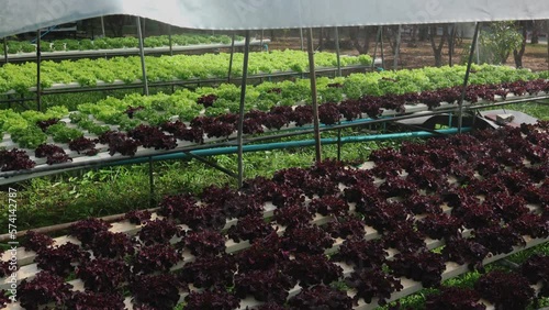 Organic farm , red and green salad plantation,