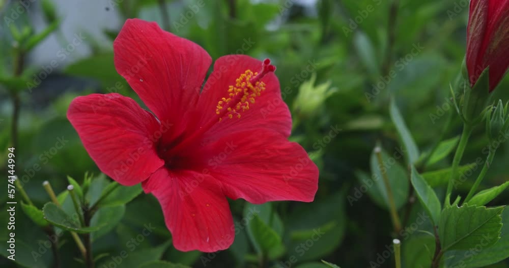The hibiscuses are really beautiful The hibiscuses are really beautiful