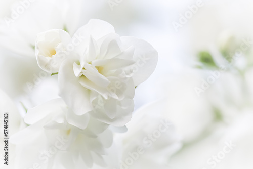 White terry Jasmine flower petals. Macro floral background for holiday brand design