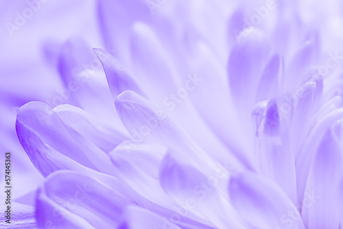 Abstract floral background, white violet daisy flower petals