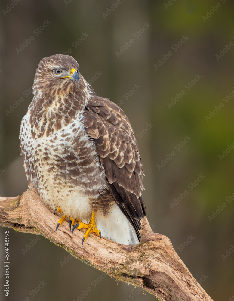 Fototapeta premium Common Buzzard in winter at a wet forest