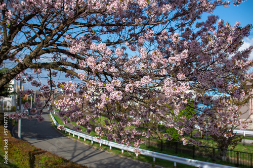 午後の桜

