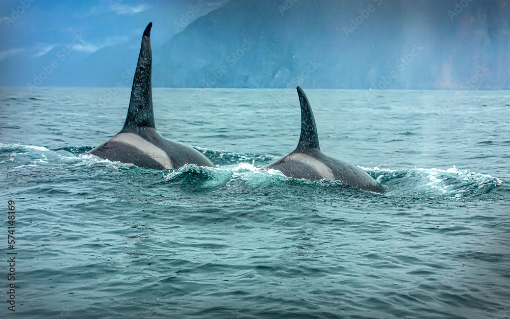 Fototapeta premium two killer whales in the wild resting. Selective focus