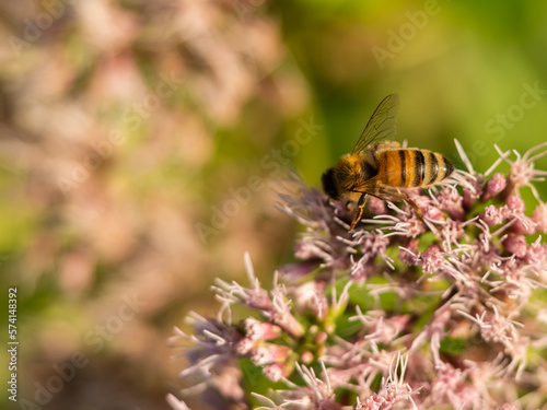 Honey bee gathering pollen and nectar from flower in the garden summer time