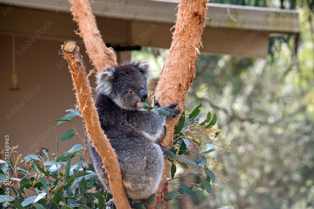 Fototapeta premium the koala is a grey marsupial with white fluffy ears and a large nose that climbs trees