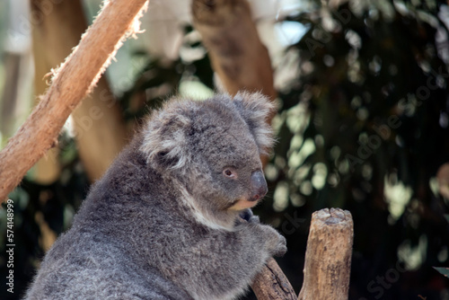 Fototapeta Naklejka Na Ścianę i Meble -  the koala is a grey marsupial with white fluffy ears and a large nose that climbs trees