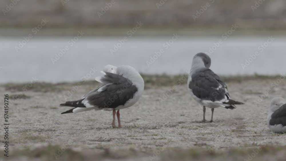 Dolphin gull flock resting Ushuaia, Argentina
Close up shot, Ushuaia, Argentina,2023
Dolphin gull flock resting Ushuaia, Argentina
Close up shot, Ushuaia, Argentina,2023