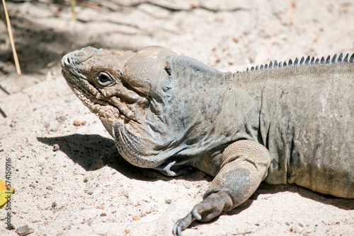 this is a close up of a rhinoceros iguana