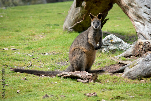 the swamp wallaby has a grey body with a cream chest and tip to its tail and black paws © susan flashman