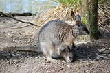 this is a close up of a tammar wallaby with a joey in her pouch