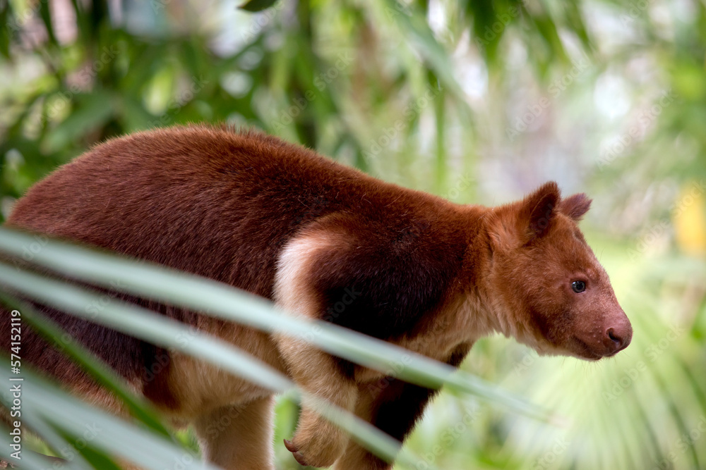 Fototapeta premium this is a side view of a tree kangaroo