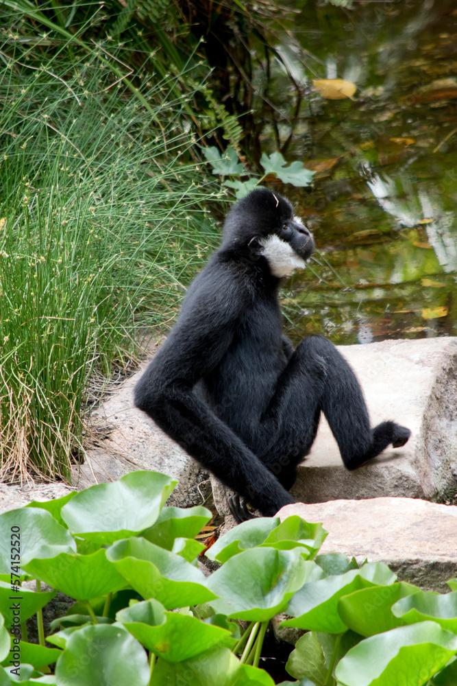 Obraz premium the male white cheeked gibbon is resting on a rock