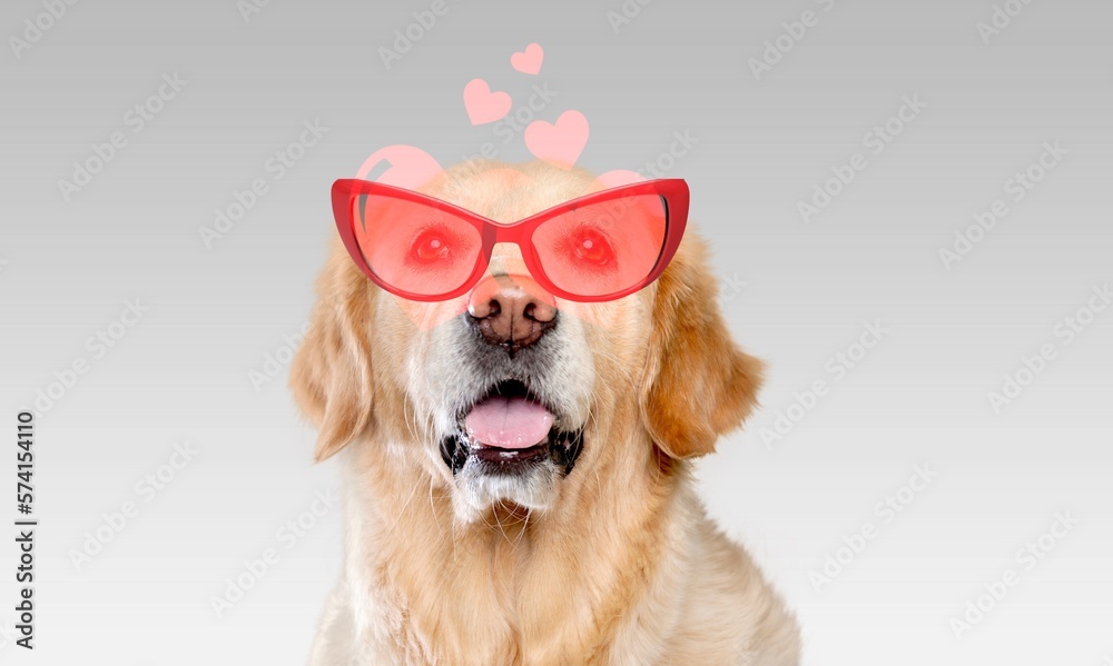 Cute young smart dog pet with sun glass