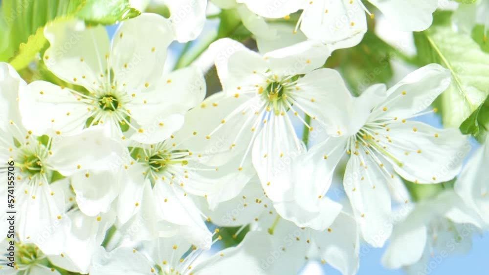 White cherry flowers blossom reflection in water surface, splash, ripples, waves White cherry flowers blossom reflection in water surface, splash, ripples, waves