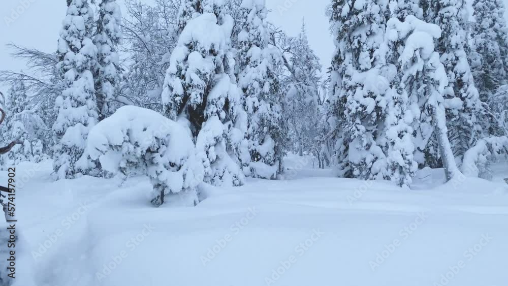 Moving forward shot on a sleigh through the winter forest landscape in Lapland Moving forward shot on a sleigh through the winter forest landscape in Lapland