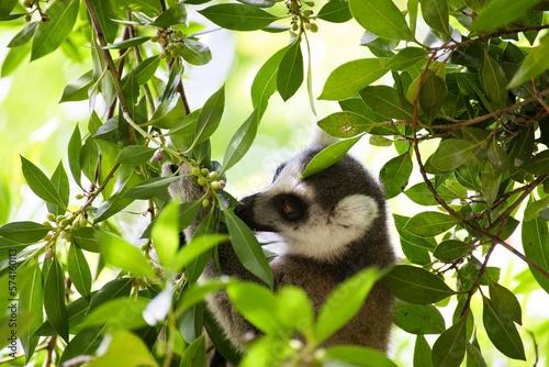 Portrait close-up of a lemur surrounded by a canopy of leaves, diffuse background.