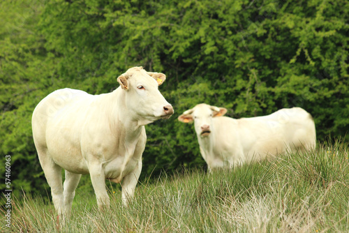 Double vache