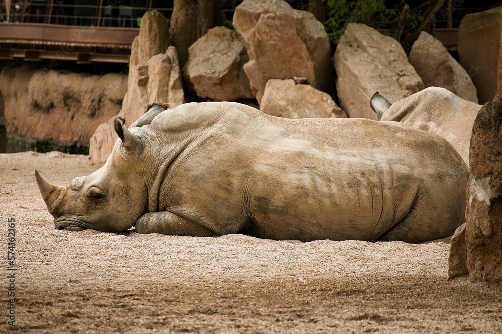 Full body shot of a rhinoceros taken from the side lying on a sandy ground, rocks in the background. Full body shot of a rhinoceros taken from the side lying on a sandy ground, rocks in the background.
