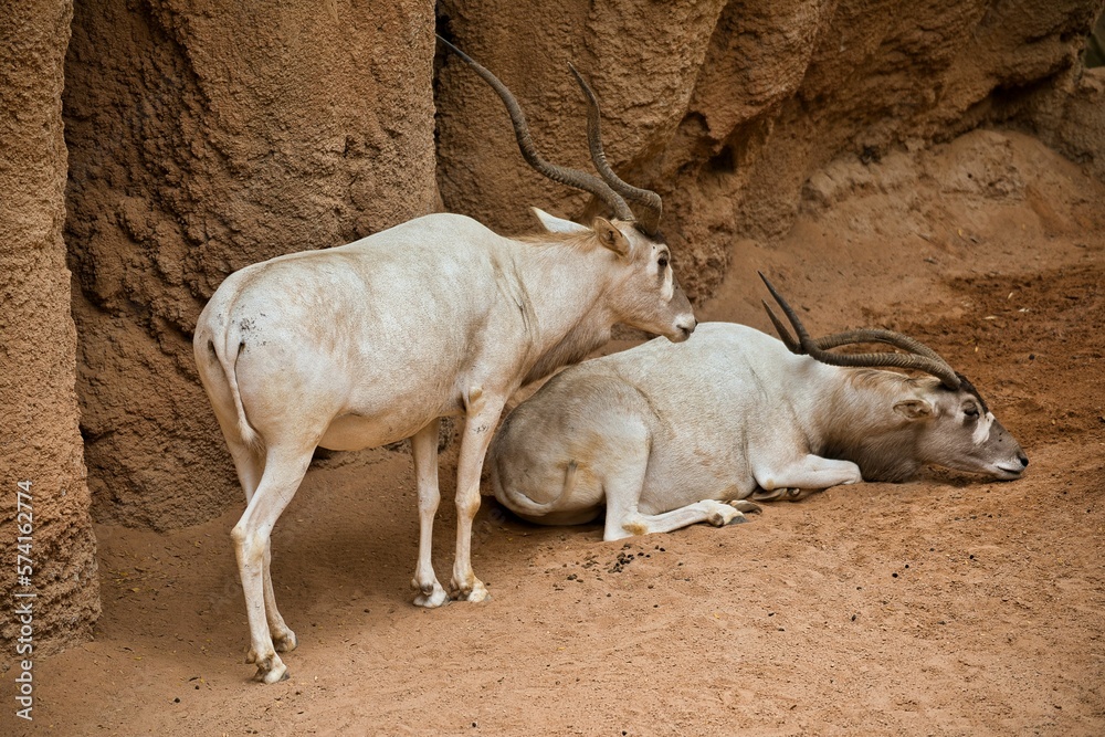 Full body of two white antelopes in a sandy environment, in the background a stone wall. Full body of two white antelopes in a sandy environment, in the background a stone wall.