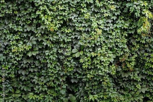 Green pattern from common ivy. Natural background. Great for presentations © lisannart