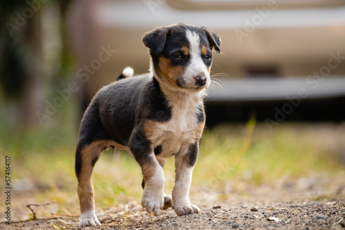 Roadside street puppy