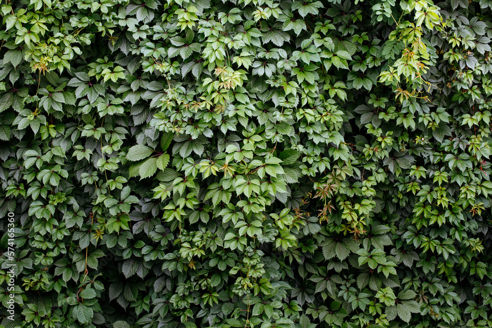 Green pattern from girlish grape five leafed. Colorful background. Beautiful summer natural colors. Great for presentations Green pattern from girlish grape five leafed. Colorful background. Beautiful summer natural colors. Great for presentations