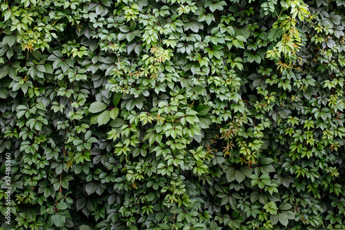 Green pattern from girlish grape five leafed. Colorful background. Beautiful summer natural colors. Great for presentations