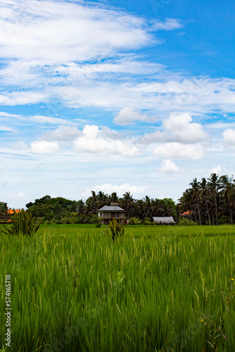 rice field © Vombatidae