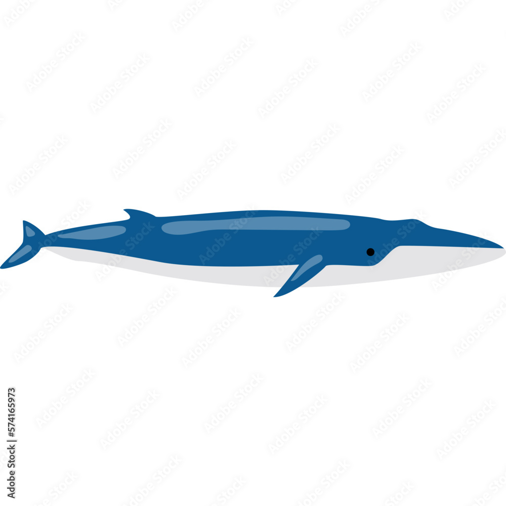 Whale Illustration-02