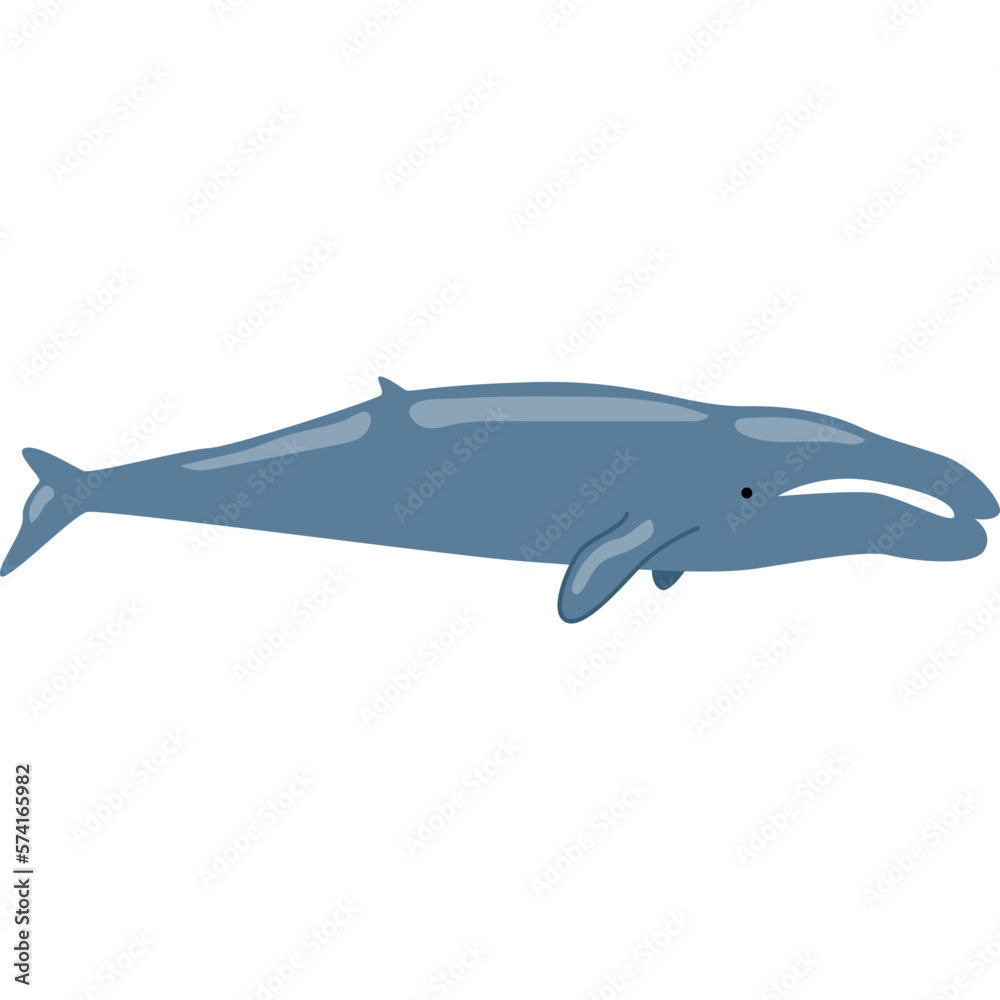 Whale Illustration-04