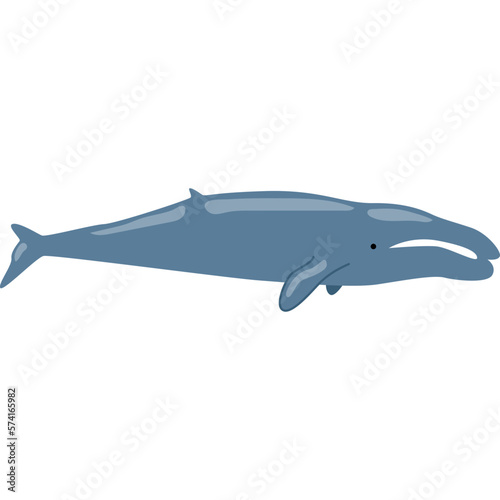Whale Illustration-04