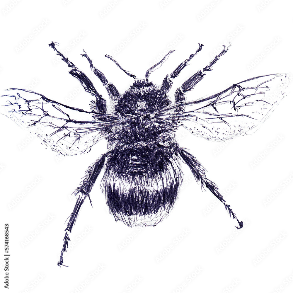 Obraz premium Single big wild bumblebee. Hand drawn sketch with ballpoint pen on paper texture. Isolated on white. Bitmap