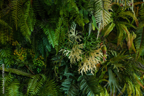 Full Frame of Green Leaves Pattern Background  Nature Lush Foliage Leaf Texture  tropical leaf