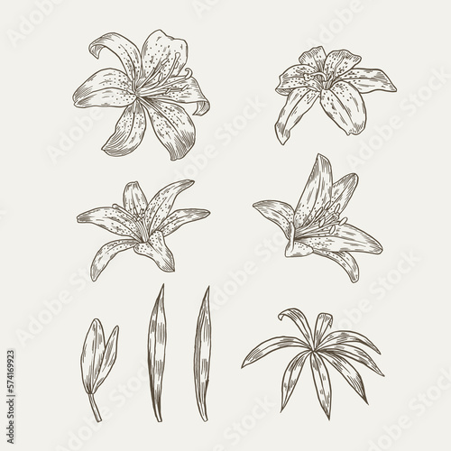 TIGER LILY SET COLLECTION ELEMENTS BOTANICAL ILLUSTRATION FLOWER FLORAL GARDEN ISOLATED DETAILED DRAWING photo