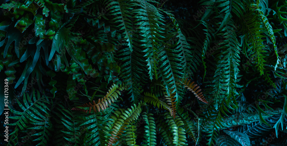 Fototapeta Full Frame of Green Leaves Pattern Background, Nature Lush Foliage Leaf Texture, tropical leaf
