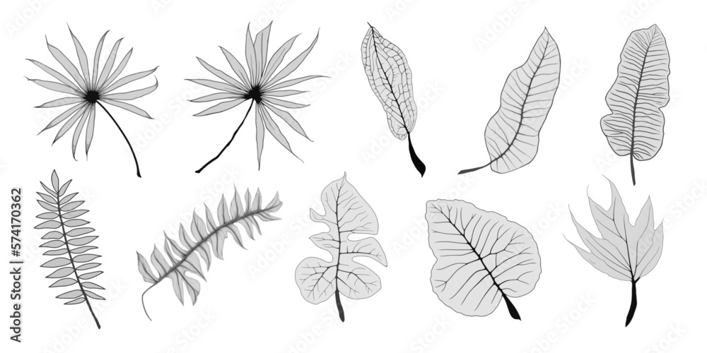 Set of vector tropical leaves in grayscale, blank for design