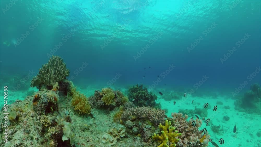 Coral reef underwater with fishes and marine life. Coral reef and tropical fish. Philippines. Coral reef underwater with fishes and marine life. Coral reef and tropical fish. Philippines.