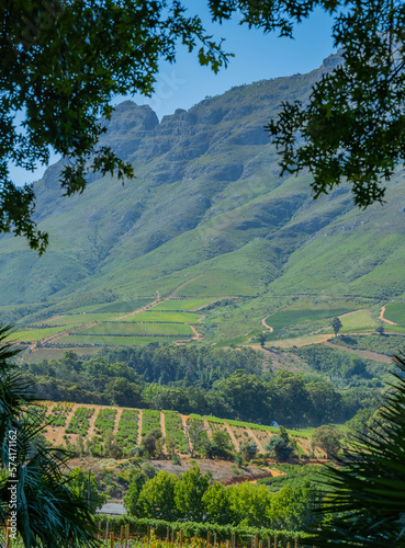 Wine growing area in the wine region and town of Stellenbosch photo