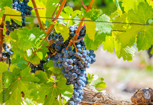 Grape variety Pinotage vine on the vine in the wine-growing region of Stellenbosch South Africa